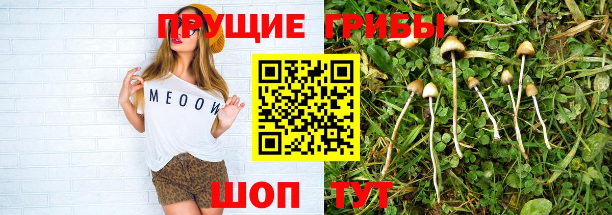 Галлюциногенные грибы MAGIC MUSHROOMS  Вход с VPN  Нарткала 